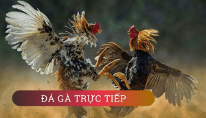 da ga truc tiep vf555